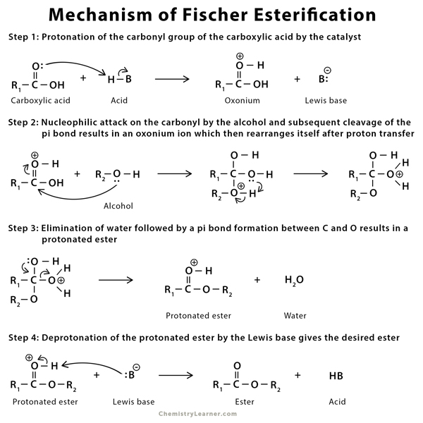 transesterification mechanism