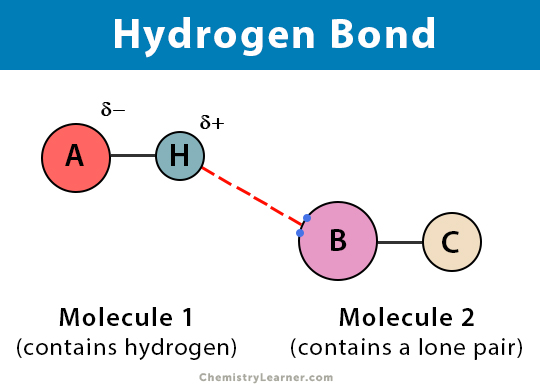 Bond hydrogen Hydrogen Bonding