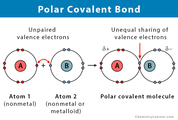 polar covalent molecule