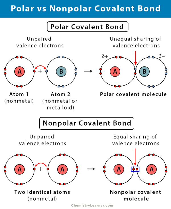 Polar vs Nonpolar Covalent Bond. 