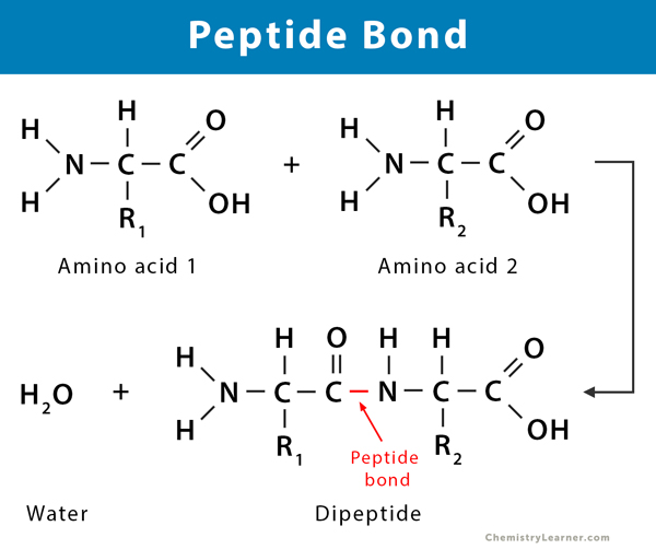 Formation of Dipeptide Bond