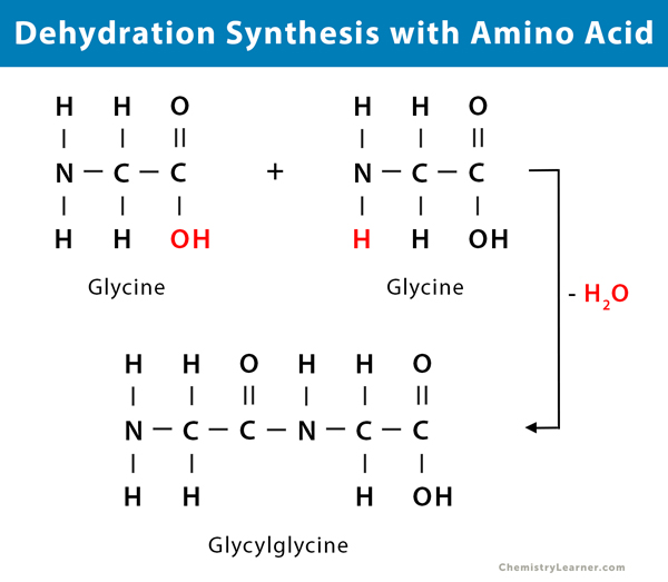 chemical equation balancer dehydrates