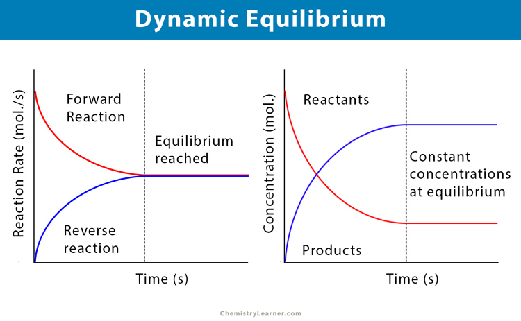 Dynamic Equilibrium Definition And Examples 