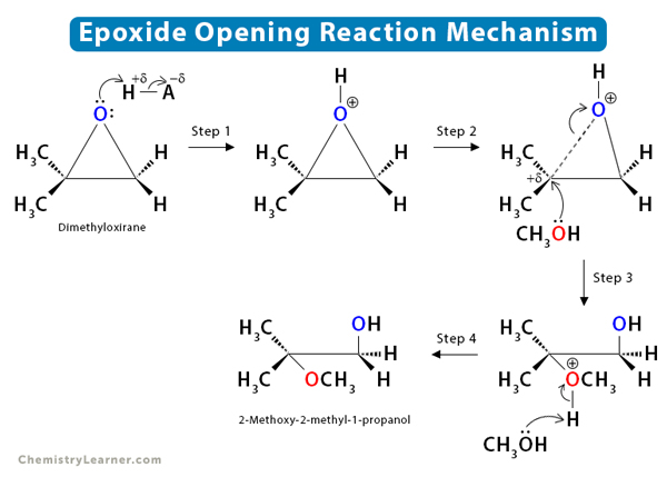 CAL-B-catalyzed epoxide ring opening with open chain and cyclic... |  Download Scientific Diagram